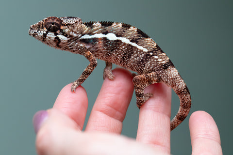 Holdbacks/Individuals: Ambilobe Offspring From "Kanety-loha" (AKA Marble Head) x "Frezy" (AKA Strawberry) - Hatched Feb 2026 - Male #4
