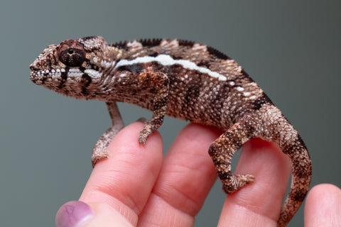 Holdbacks/Individuals: Ambilobe Offspring From "Kanety-loha" (AKA Marble Head) x "Frezy" (AKA Strawberry) - Hatched Feb 2026 - Male #4