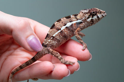 Holdbacks/Individuals: Ambilobe Offspring From "Kanety-loha" (AKA Marble Head) x "Frezy" (AKA Strawberry) - Hatched Feb 2026 - Male #4