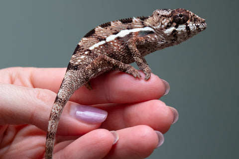 Holdbacks/Individuals: Ambilobe Offspring From "Kanety-loha" (AKA Marble Head) x "Frezy" (AKA Strawberry) - Hatched Feb 2026 - Male #4