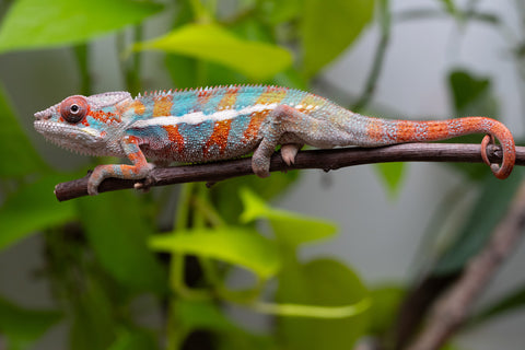 Ambilobe From "Kanety-loha" (AKA Marble Head) x "Frezy" (AKA Strawberry) - Hatched Feb 2026 - Male #5