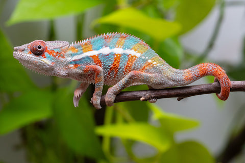 Ambilobe From "Kanety-loha" (AKA Marble Head) x "Frezy" (AKA Strawberry) - Hatched Feb 2026 - Male #5
