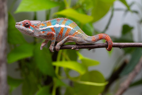 Ambilobe From "Kanety-loha" (AKA Marble Head) x "Frezy" (AKA Strawberry) - Hatched Feb 2026 - Male #5