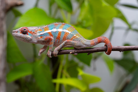 Ambilobe From "Kanety-loha" (AKA Marble Head) x "Frezy" (AKA Strawberry) - Hatched Feb 2026 - Male #5