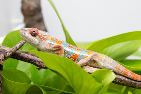 Ambilobe From "Kanety-loha" (AKA Marble Head) x "Frezy" (AKA Strawberry) - Hatched Feb 2026 - Male #5