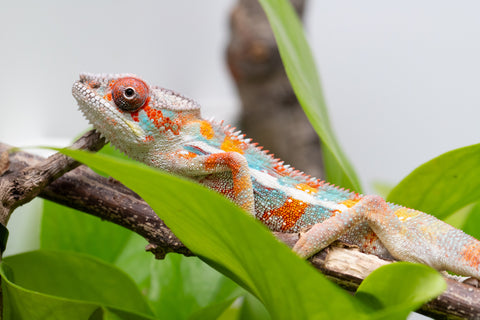 Ambilobe From "Kanety-loha" (AKA Marble Head) x "Frezy" (AKA Strawberry) - Hatched Feb 2026 - Male #5