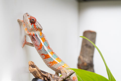 Ambilobe From "Kanety-loha" (AKA Marble Head) x "Frezy" (AKA Strawberry) - Hatched Feb 2026 - Male #5
