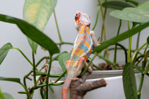 Ambilobe From "Kanety-loha" (AKA Marble Head) x "Frezy" (AKA Strawberry) - Hatched Feb 2026 - Male #5
