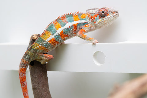 Ambilobe From "Kanety-loha" (AKA Marble Head) x "Frezy" (AKA Strawberry) - Hatched Feb 2026 - Male #5