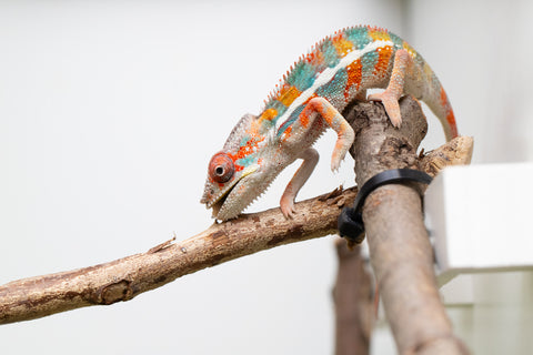 Ambilobe From "Kanety-loha" (AKA Marble Head) x "Frezy" (AKA Strawberry) - Hatched Feb 2026 - Male #5