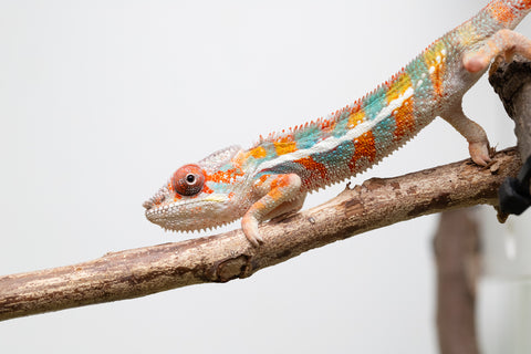 Ambilobe From "Kanety-loha" (AKA Marble Head) x "Frezy" (AKA Strawberry) - Hatched Feb 2026 - Male #5