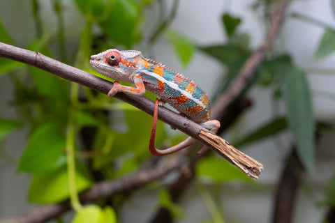 Ambilobe From "Kanety-loha" (AKA Marble Head) x "Frezy" (AKA Strawberry) - Hatched Feb 2026 - Male #5