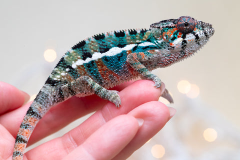 Holdbacks/Individuals: Ambilobe offspring from "Kanety-loha" (AKA Marble Head) x "Frezy" (AKA Strawberry) - Hatched November 2025 - Male #1