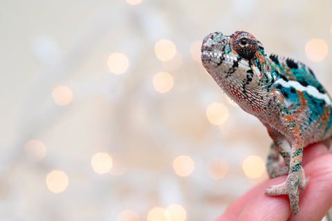 Holdbacks/Individuals: Ambilobe offspring from "Kanety-loha" (AKA Marble Head) x "Frezy" (AKA Strawberry) - Hatched November 2025 - Male #1