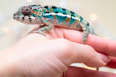 Holdbacks/Individuals: Ambilobe offspring from "Kanety-loha" (AKA Marble Head) x "Frezy" (AKA Strawberry) - Hatched November 2025 - Male #1