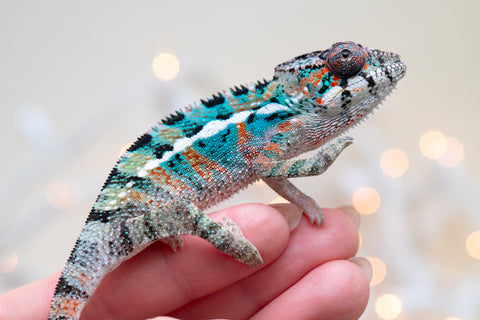 Holdbacks/Individuals: Ambilobe offspring from "Kanety-loha" (AKA Marble Head) x "Frezy" (AKA Strawberry) - Hatched November 2025 - Male #1