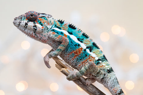 Holdbacks/Individuals: Ambilobe offspring from "Kanety-loha" (AKA Marble Head) x "Frezy" (AKA Strawberry) - Hatched November 2025 - Male #1