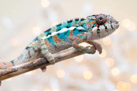 Holdbacks/Individuals: Ambilobe offspring from "Kanety-loha" (AKA Marble Head) x "Frezy" (AKA Strawberry) - Hatched November 2025 - Male #1