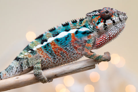 Holdbacks/Individuals: Ambilobe offspring from "Kanety-loha" (AKA Marble Head) x "Frezy" (AKA Strawberry) - Hatched November 2025 - Male #1