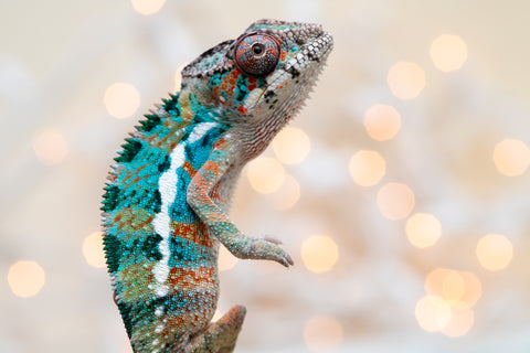 Holdbacks/Individuals: Ambilobe offspring from "Kanety-loha" (AKA Marble Head) x "Frezy" (AKA Strawberry) - Hatched November 2025 - Male #1