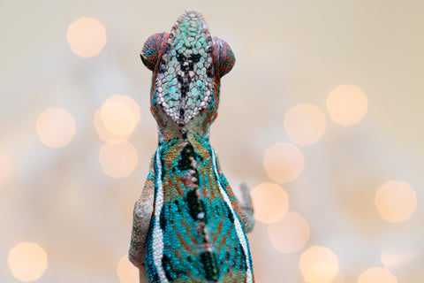 Holdbacks/Individuals: Ambilobe offspring from "Kanety-loha" (AKA Marble Head) x "Frezy" (AKA Strawberry) - Hatched November 2025 - Male #1