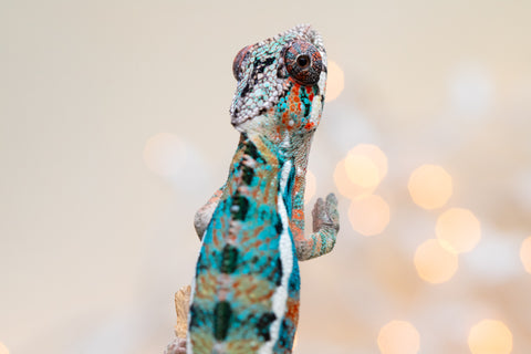 Holdbacks/Individuals: Ambilobe offspring from "Kanety-loha" (AKA Marble Head) x "Frezy" (AKA Strawberry) - Hatched November 2025 - Male #1