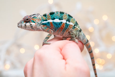 Holdbacks/Individuals: Ambilobe offspring from "Kanety-loha" (AKA Marble Head) x "Frezy" (AKA Strawberry) - Hatched November 2025 - Male #1