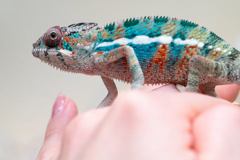 Holdbacks/Individuals: Ambilobe offspring from "Kanety-loha" (AKA Marble Head) x "Frezy" (AKA Strawberry) - Hatched November 2025 - Male #1