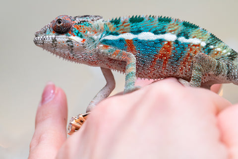 Holdbacks/Individuals: Ambilobe offspring from "Kanety-loha" (AKA Marble Head) x "Frezy" (AKA Strawberry) - Hatched November 2025 - Male #1