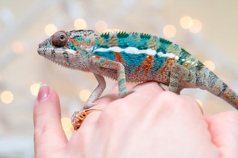 Holdbacks/Individuals: Ambilobe offspring from "Kanety-loha" (AKA Marble Head) x "Frezy" (AKA Strawberry) - Hatched November 2025 - Male #1