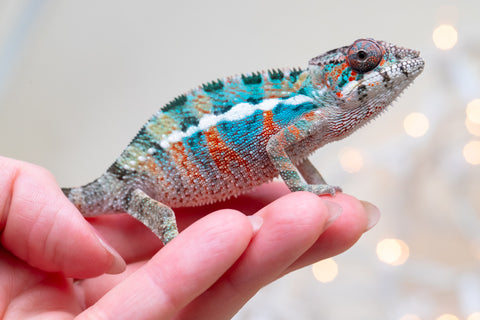 Holdbacks/Individuals: Ambilobe offspring from "Kanety-loha" (AKA Marble Head) x "Frezy" (AKA Strawberry) - Hatched November 2025 - Male #1