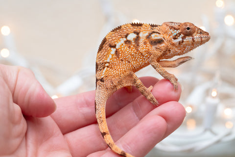 Holdbacks/Individuals: Ambilobe Offspring From "Kanety-loha" (AKA Marble Head) x "Frezy" (AKA Strawberry) - Hatched December 2025 - Female #1