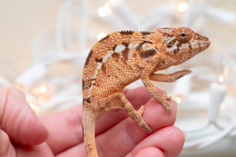 Holdbacks/Individuals: Ambilobe Offspring From "Kanety-loha" (AKA Marble Head) x "Frezy" (AKA Strawberry) - Hatched December 2025 - Female #1
