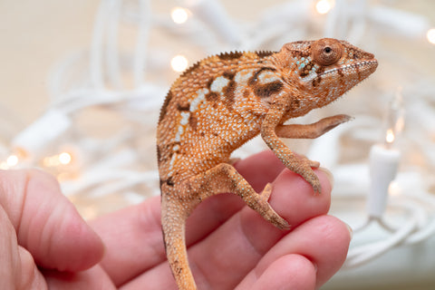 Holdbacks/Individuals: Ambilobe Offspring From "Kanety-loha" (AKA Marble Head) x "Frezy" (AKA Strawberry) - Hatched December 2025 - Female #1