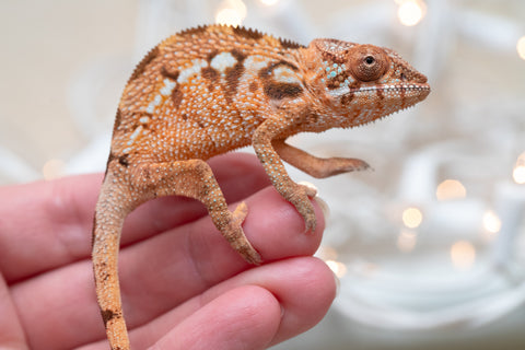 Holdbacks/Individuals: Ambilobe Offspring From "Kanety-loha" (AKA Marble Head) x "Frezy" (AKA Strawberry) - Hatched December 2025 - Female #1