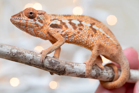 Holdbacks/Individuals: Ambilobe Offspring From "Kanety-loha" (AKA Marble Head) x "Frezy" (AKA Strawberry) - Hatched December 2025 - Female #1