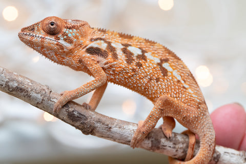 Holdbacks/Individuals: Ambilobe Offspring From "Kanety-loha" (AKA Marble Head) x "Frezy" (AKA Strawberry) - Hatched December 2025 - Female #1