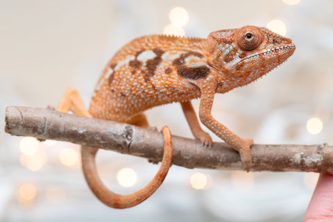 Holdbacks/Individuals: Ambilobe Offspring From "Kanety-loha" (AKA Marble Head) x "Frezy" (AKA Strawberry) - Hatched December 2025 - Female #1
