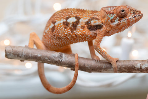 Holdbacks/Individuals: Ambilobe Offspring From "Kanety-loha" (AKA Marble Head) x "Frezy" (AKA Strawberry) - Hatched December 2025 - Female #1