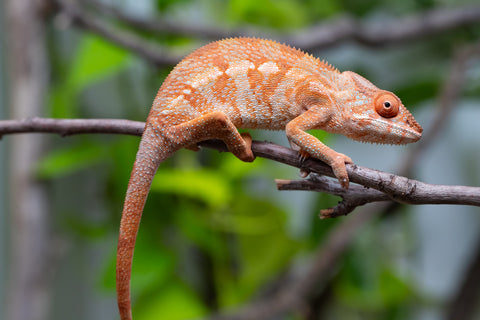Ambilobe From "Kanety-loha" (AKA Marble Head) x "Frezy" (AKA Strawberry) - Hatched December 2025 - Female #1