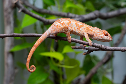 Ambilobe From "Kanety-loha" (AKA Marble Head) x "Frezy" (AKA Strawberry) - Hatched December 2025 - Female #1
