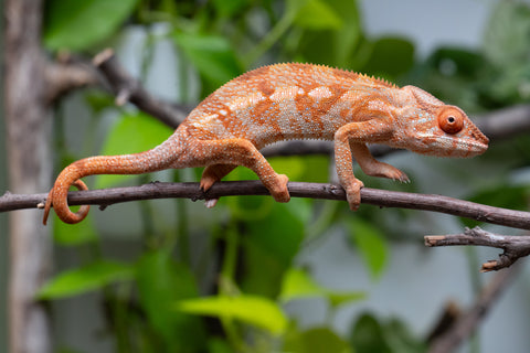 Ambilobe From "Kanety-loha" (AKA Marble Head) x "Frezy" (AKA Strawberry) - Hatched December 2025 - Female #1