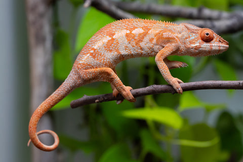 Ambilobe From "Kanety-loha" (AKA Marble Head) x "Frezy" (AKA Strawberry) - Hatched December 2025 - Female #1