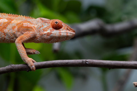 Ambilobe From "Kanety-loha" (AKA Marble Head) x "Frezy" (AKA Strawberry) - Hatched December 2025 - Female #1