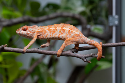 Ambilobe From "Kanety-loha" (AKA Marble Head) x "Frezy" (AKA Strawberry) - Hatched December 2025 - Female #1