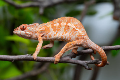Ambilobe From "Kanety-loha" (AKA Marble Head) x "Frezy" (AKA Strawberry) - Hatched December 2025 - Female #1