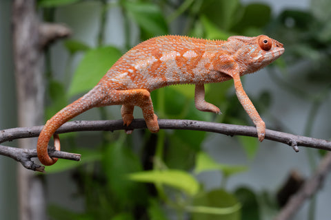 Ambilobe From "Kanety-loha" (AKA Marble Head) x "Frezy" (AKA Strawberry) - Hatched December 2025 - Female #1