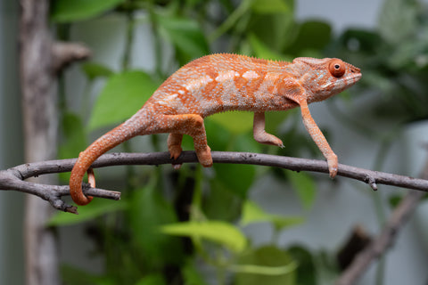 Ambilobe From "Kanety-loha" (AKA Marble Head) x "Frezy" (AKA Strawberry) - Hatched December 2025 - Female #1