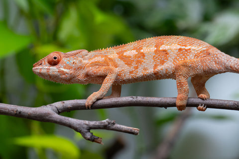 Ambilobe From "Kanety-loha" (AKA Marble Head) x "Frezy" (AKA Strawberry) - Hatched December 2025 - Female #1