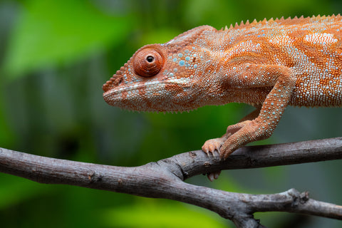 Ambilobe From "Kanety-loha" (AKA Marble Head) x "Frezy" (AKA Strawberry) - Hatched December 2025 - Female #1